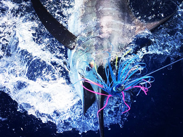 Bite Me Sportfishing - Bite Me 6 