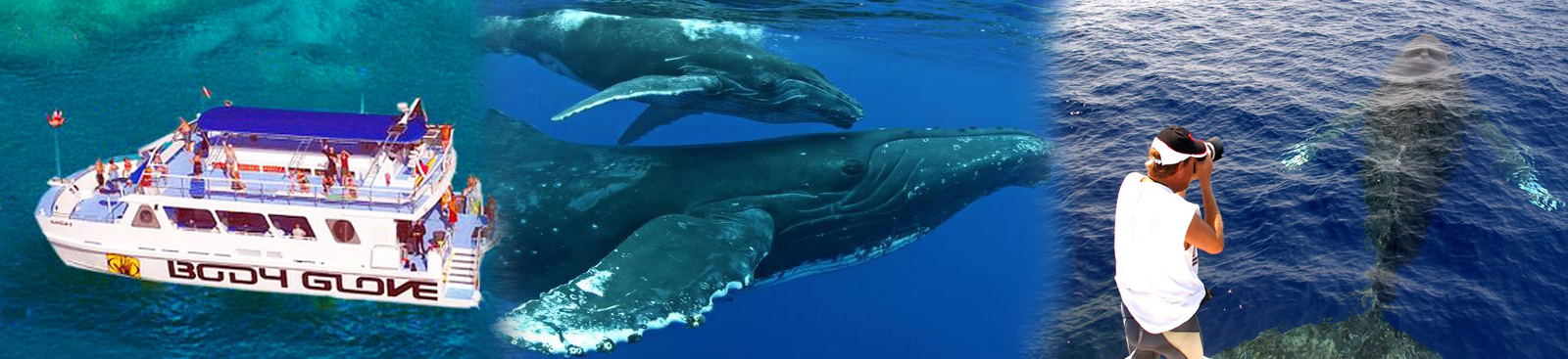 Body Glove - Afternoon Whale Watching Tour