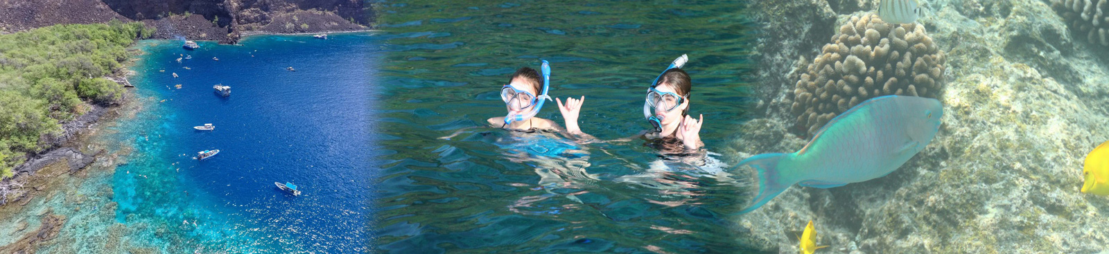 Dolphin Discoveries - Captain Cook Snorkel Adventure 