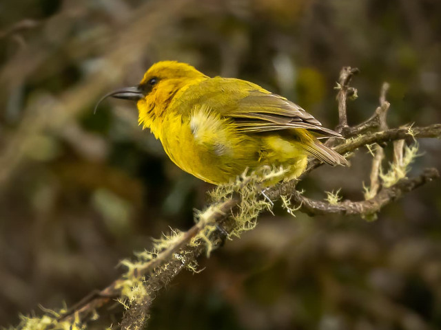 big island eco tours