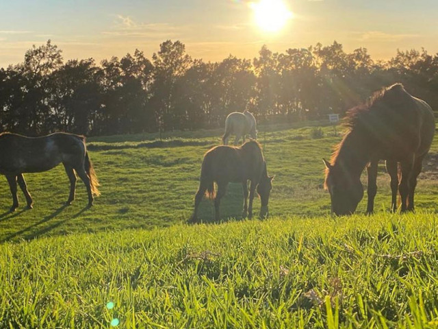big island of hawaii horseback riding Kahua Ranch