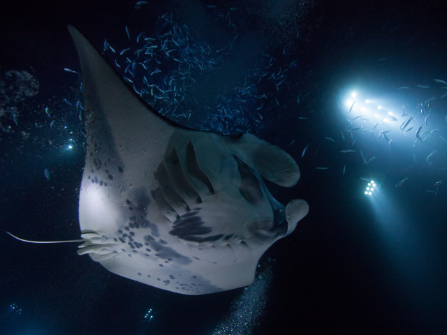 big island of hawaii-manta-ray-snorkel tours Sea Paradise