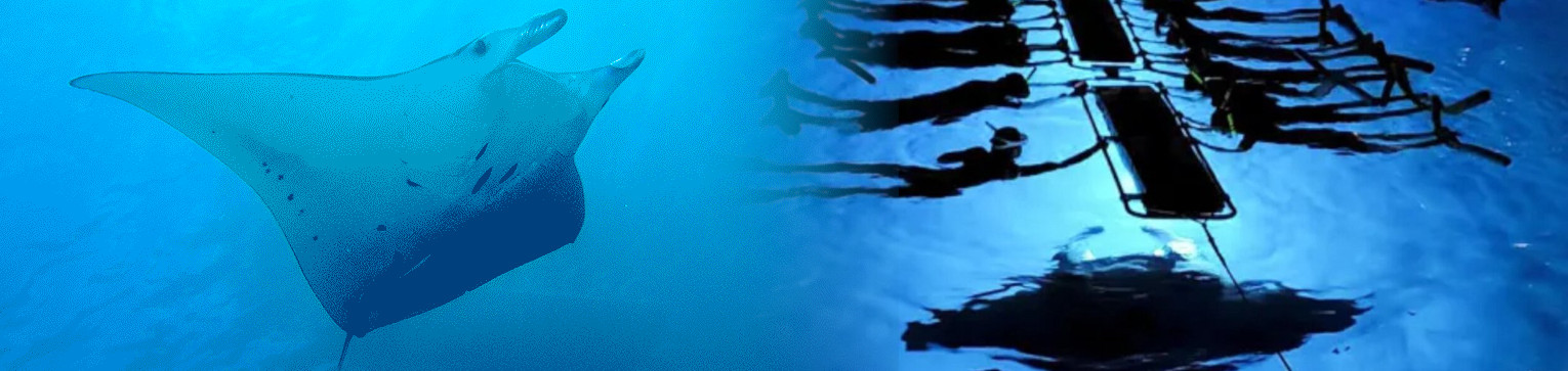 big-island-of-hawaii-manta-ray-snorkel.jpg