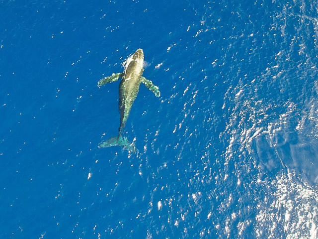 big island whale watching hawaii nautical