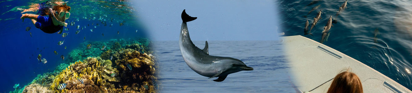 bigisland-dolphins.jpg