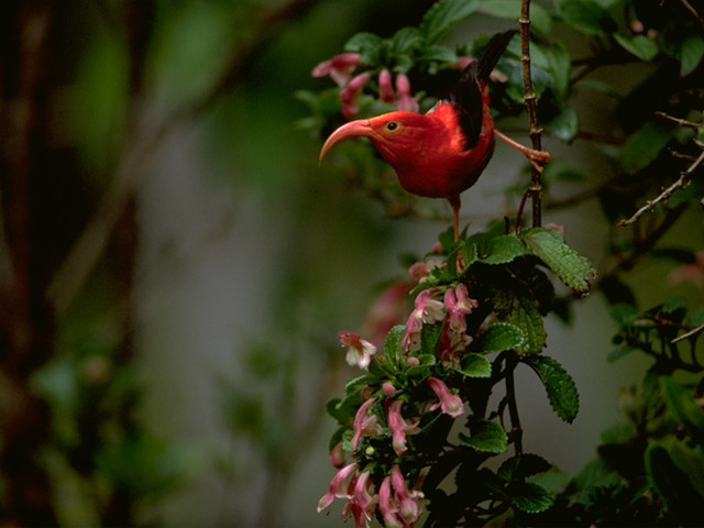 bird watching