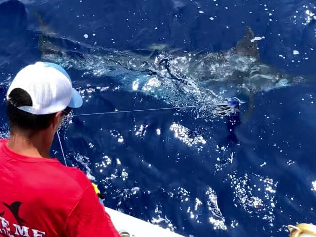 biteme sportf ishing big island hawaii fishing