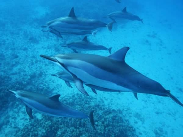  Boat Tours Big Island Hawaii 