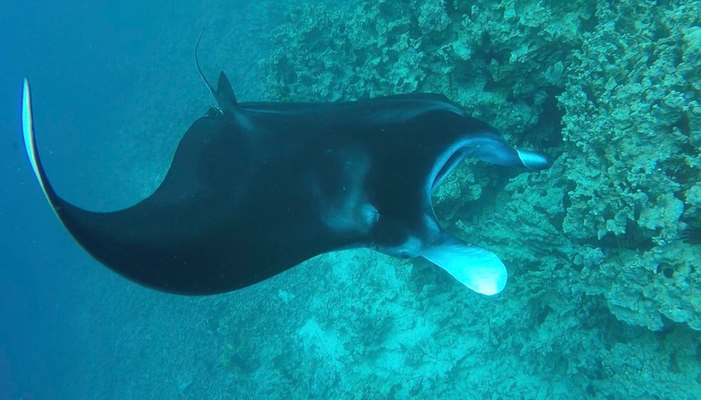 Manta Discovery Adventure 