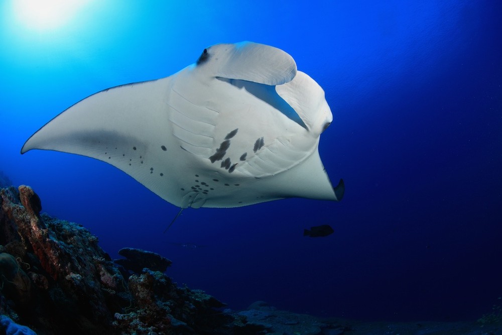 Manta Ray