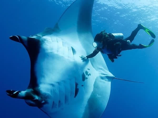 Manta Ray