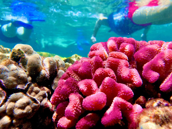 Beach Snorkel