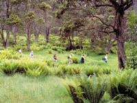 hakalau forest reserve exclusive