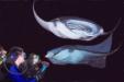 Manta Ray Night Dive Kailua Kona Hawaii